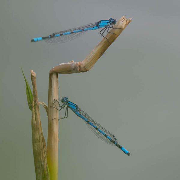 Watersnuffel (Enallagma cyathigerum)